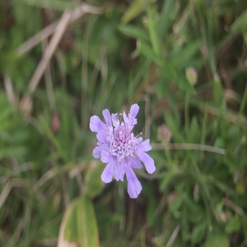 ソナレマツムシソウの花