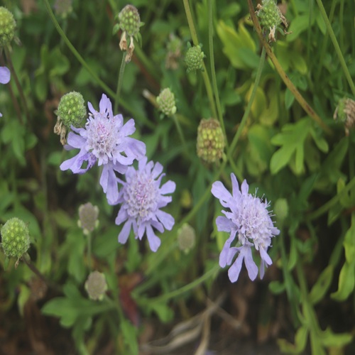ソナレマツムシソウの花