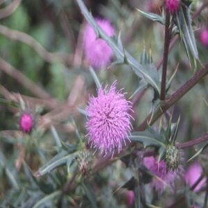 イガアザミの花