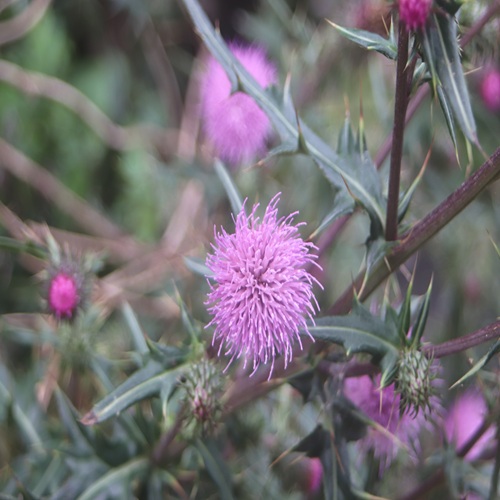 イガアザミの花