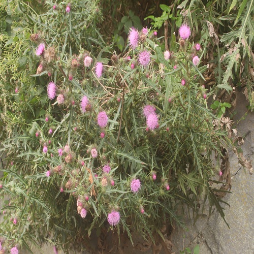 イガアザミの全体像