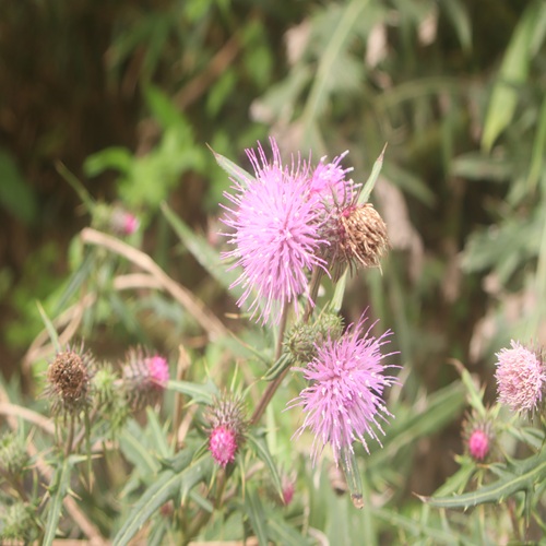イガアザミの花