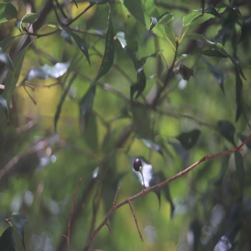 ヤマコウバシの実