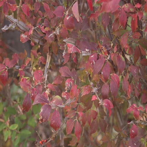 ニシキギの紅葉