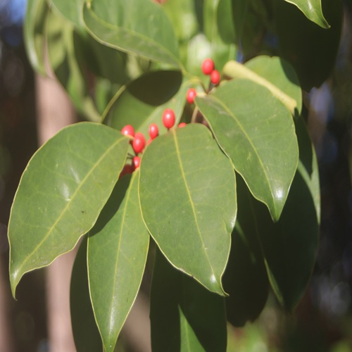 クロガネモチの葉