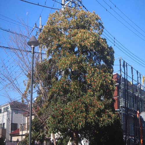 クロガネモチの木の全体像