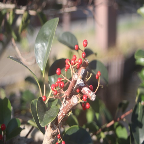 クロガネモチの実