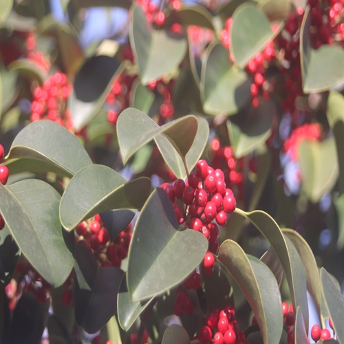 クロガネモチの実