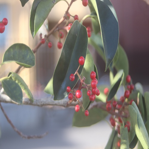 クロガネモチの実