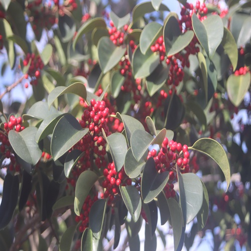 クロガネモチの実