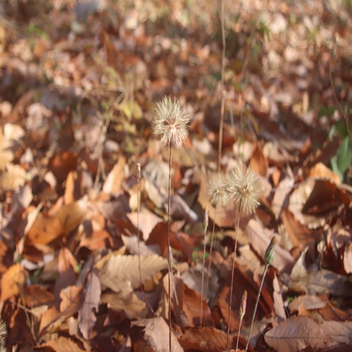 センボンヤリの閉鎖花と綿毛