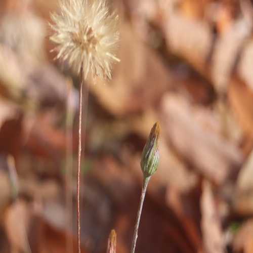 センボンヤリの閉鎖花