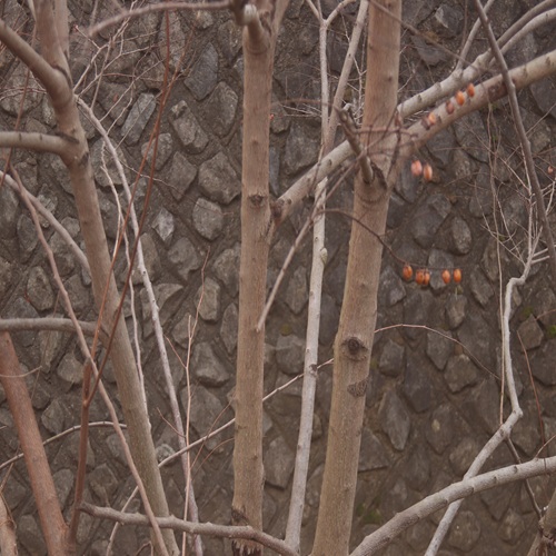 ムクロジの樹皮