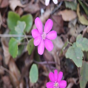 オオミスミソウの花