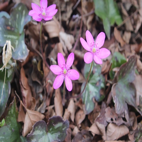オオミスミソウの花
