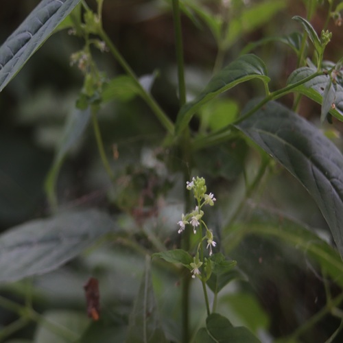 ミズタマソウの花