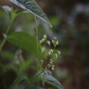 ミズタマソウの花