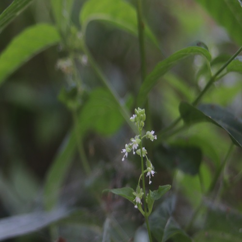 ミズタマソウの花