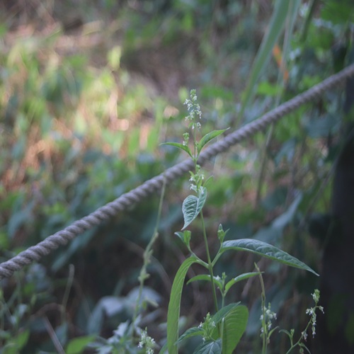ミズタマソウの全体像
