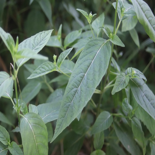 ミズタマソウの葉