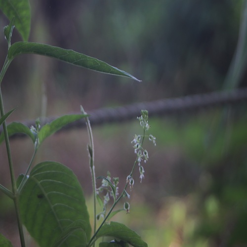 ミズタマソウの花