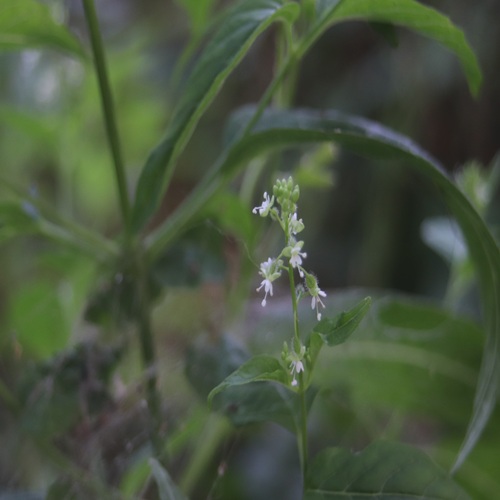 ミズタマソウの花
