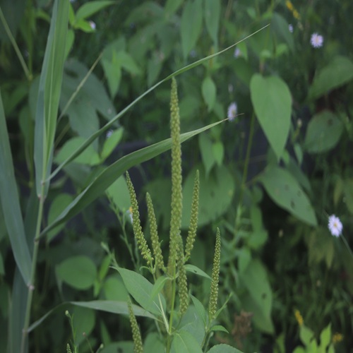 オオブタクサの花