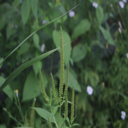 オオブタクサの花