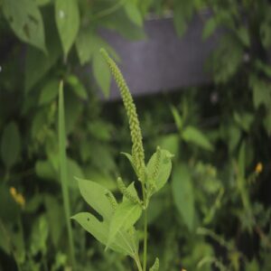 オオブタクサの花