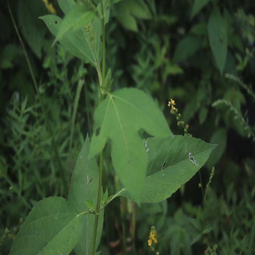 オオブタクサの葉