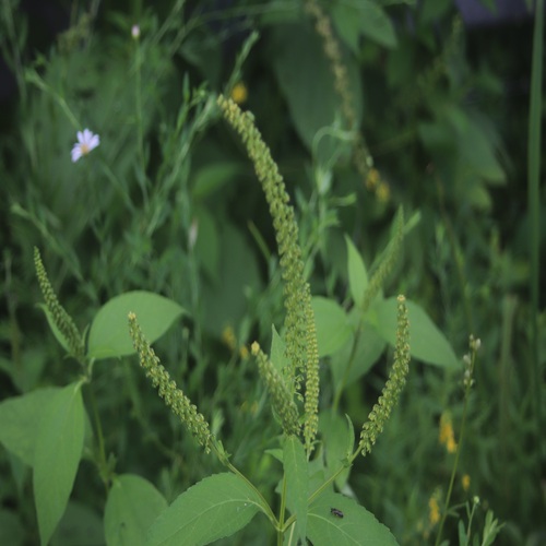 オオブタクサの花