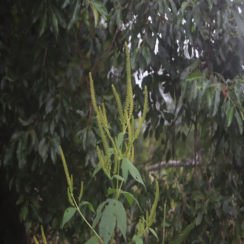 オオブタクサの花