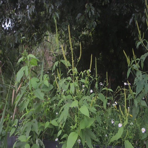 オオブタクサの全体像