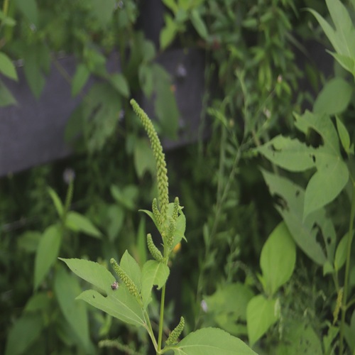 オオブタクサの花
