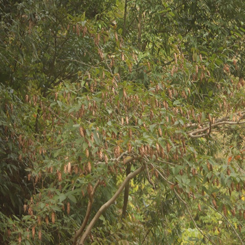 クマシデの全体像