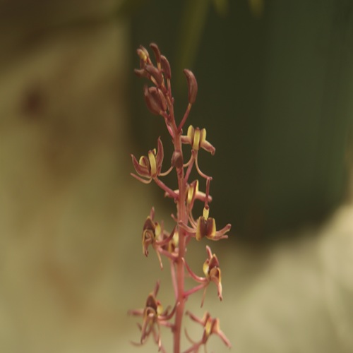 ユウコクランの花