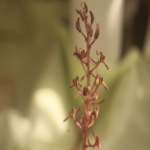 ユウコクランの花