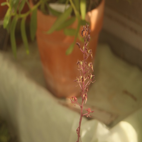 ユウコクランの花