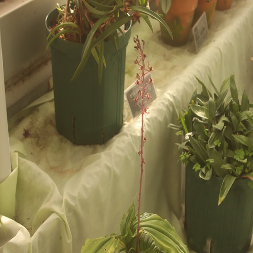 ユウコクランの全体像