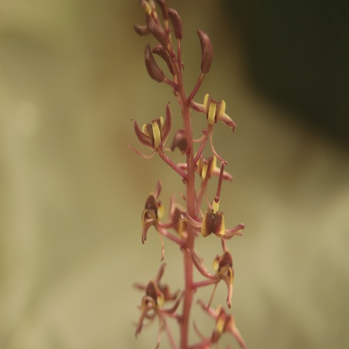 ユウコクランの花