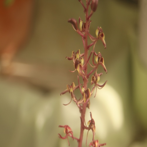 ユウコクランの花