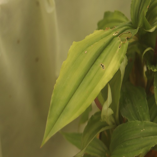 ユウコクランの葉