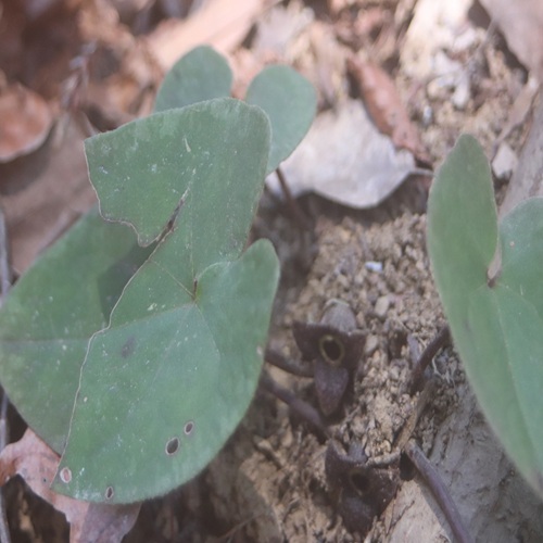 カンアオイの花