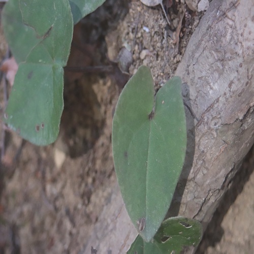 カンアオイの葉