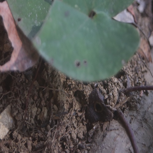 カンアオイの花