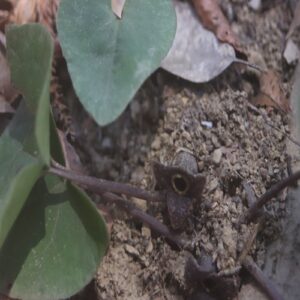 カンアオイの花