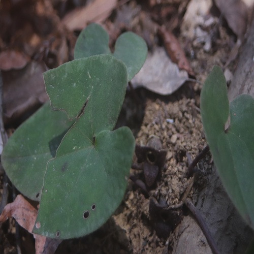 カンアオイの花