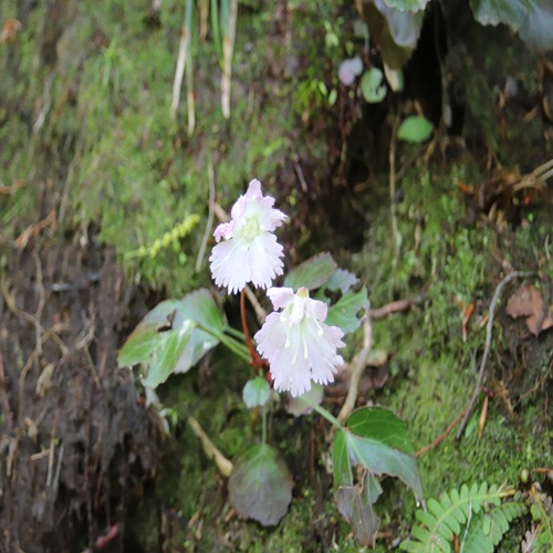 トクワカソウの花