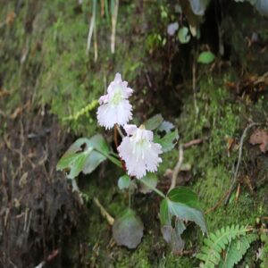 トクワカソウの花