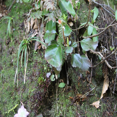 トクワカソウの葉